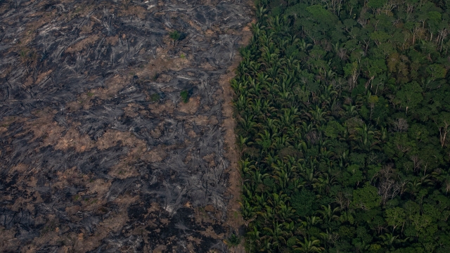 Aerial image shows rainforest destruction and land clearing from fires.
