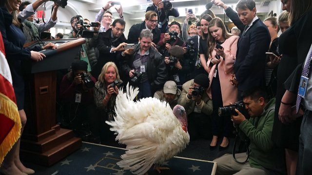 Wishbone the turkey is displayed in front of media at the White House.