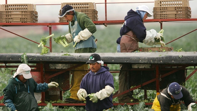 Immigrant farm workers in Arizona