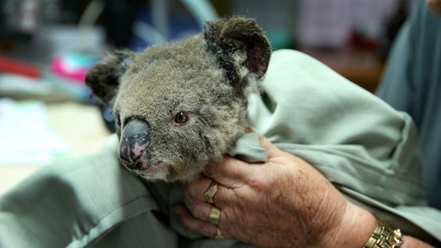 A koala being treated for burns