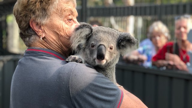 A koala at Port Macquarie Koala Hospital