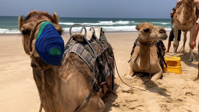 Camels at a business in Port Macquarie, Australia