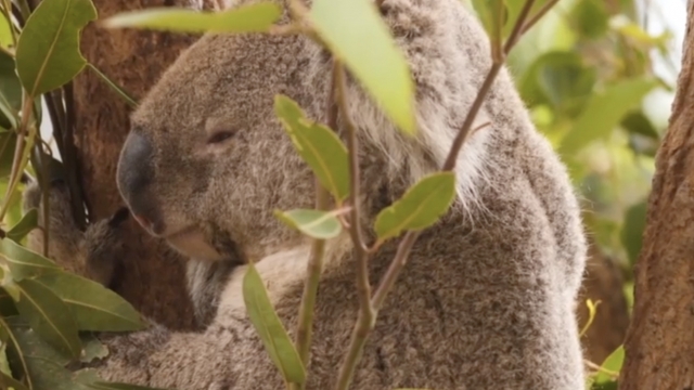 Koala in Taronga Zoo