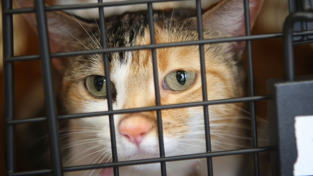 A cat sits in its crate before boarding a plane