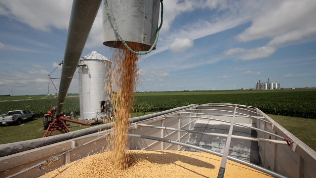 An Illinois farm harvests soy beans in 2018.