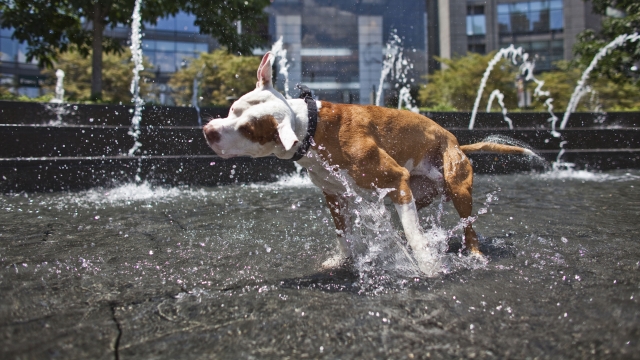 Pit bull in fountain