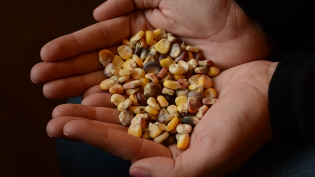A person holds dried corn in their hands