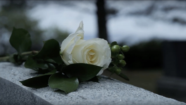 A white rose lies on a headstone