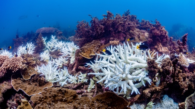 Bleached coral along the Great Barrier Reef
