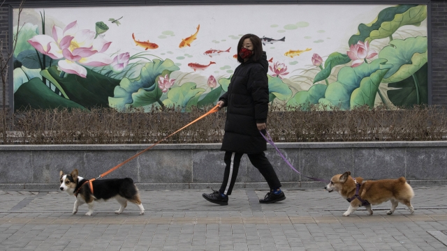 Woman walking her dogs