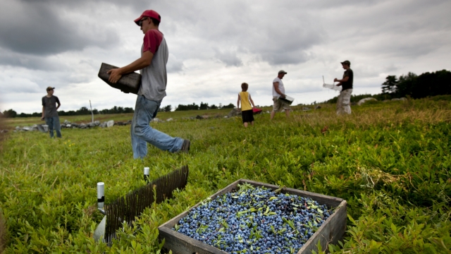 workers harvest wild blueberries at the Ridgeberry Farm in Appleton, Maine.
