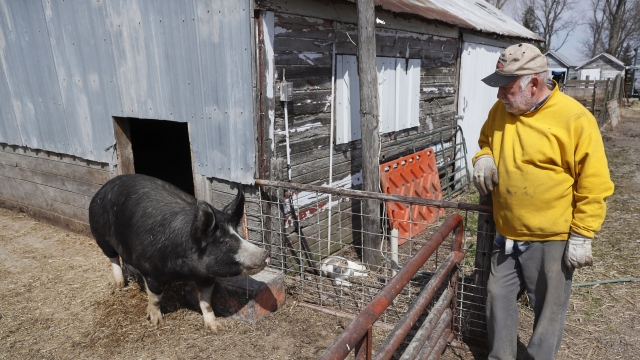 Farmer admiring a Berkshire hog