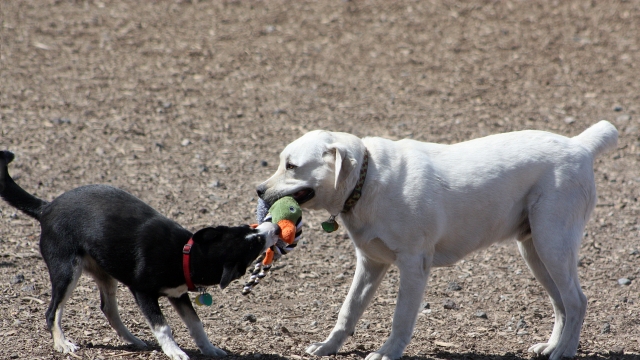 Two dogs playing.