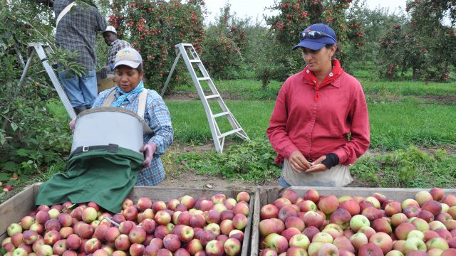 Michigan farm workers pick apples