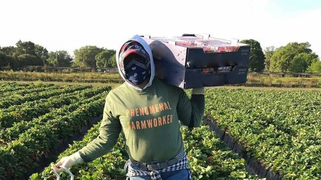 Farmworker wears a mask in a field