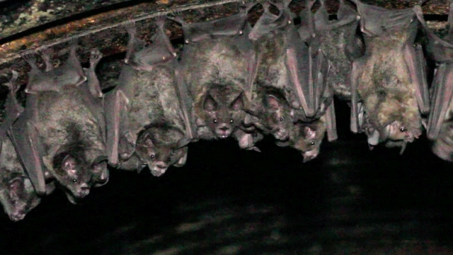 A group of bats.