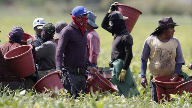 Farmworkers harvest beans in Homestead, Florida amid Coronavirus pandemic.