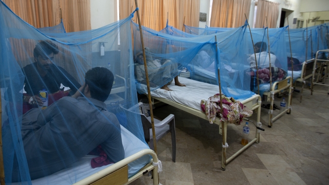 People suffering from dengue, a mosquito-borne disease, rest in a hospital in Rawalpindi, Pakistan, Thursday, Oct. 3, 2019