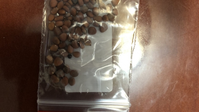A packet of mystery seeds