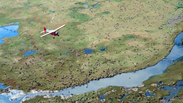 An airplane flies over caribou from the Porcupine Caribou Herd on the coastal plain of the Arctic National Wildlife Refuge.
