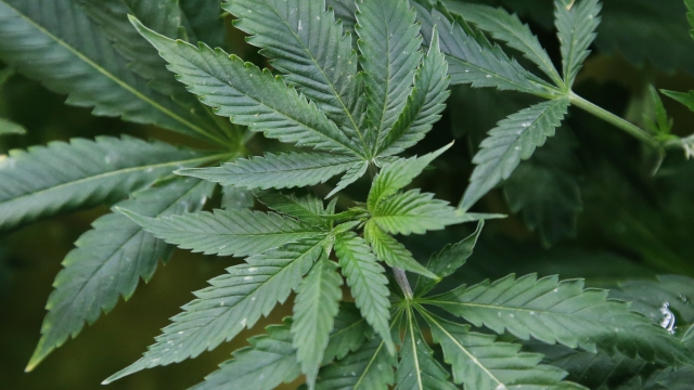 Marijuana plants are pictured at Baker Medical in Oklahoma City.