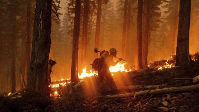 Firefighter Cody Carter battles the North Complex Fire in Plumas National Forest, Calif