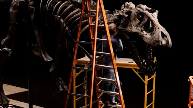 Workers prepare "Stan" the T. Rex for auction
