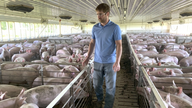 Farmer Matthew Keller walks through one of his pig barns