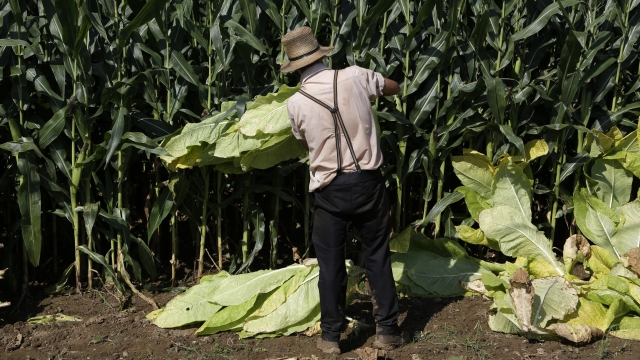 Eliam King harvests tobacco on his Lancaster County family farm Friday Sept. 4, 2020 in Gap, PA
