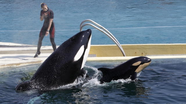 Killer whales at Marineland aquatic park in Antibes, southeastern France