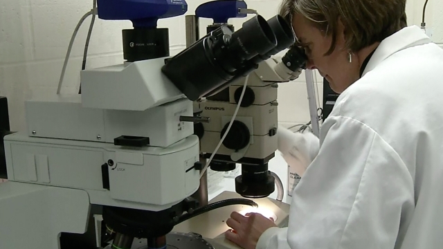 A Pfizer scientist looks at a microscope.