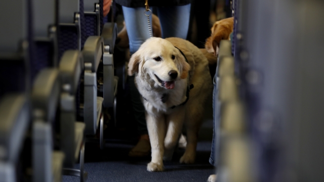 A service dog strolls through the isle inside a United Airlines plane.