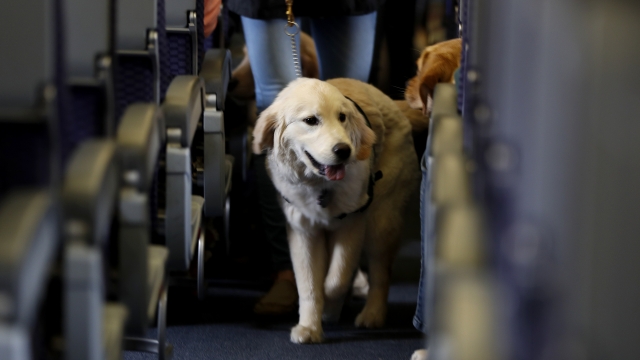 A service dog strolls through the aisle inside a United Airlines plane