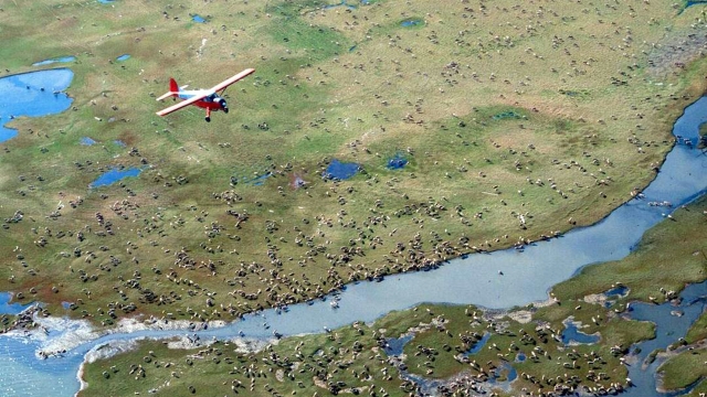 Airplane flies over caribou on the coastal plain of the Arctic National Wildlife Refuge in