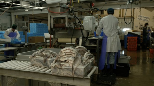 Man prepares fish shipments.