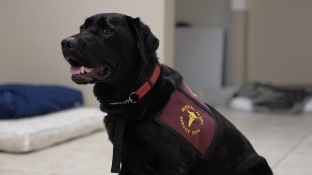 Photo of a medical service dog