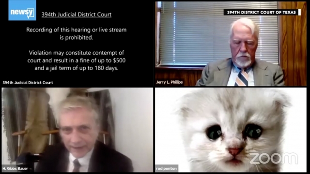 Lawyer appears as a cat during a video call