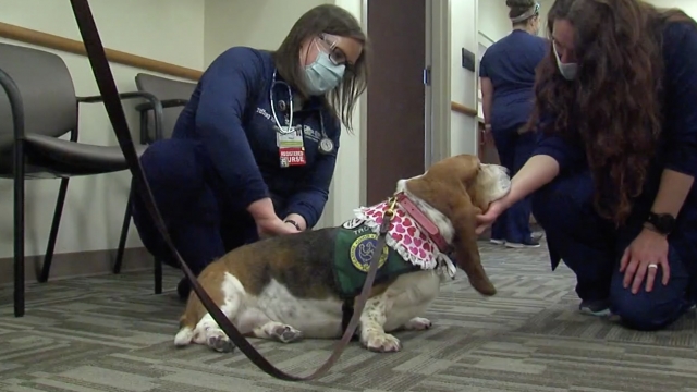 Nurses pet a dog.