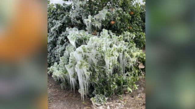 A citrus tree covered in ice