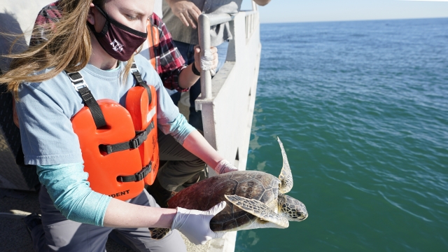 A junior at Texas A&M University at Galveston releases a green sea turtle into the Gulf of Mexico