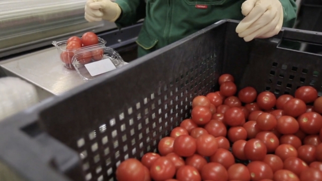 Grocery worker sorts tomatoes