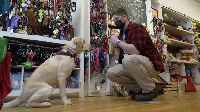 Dog in a pet shop