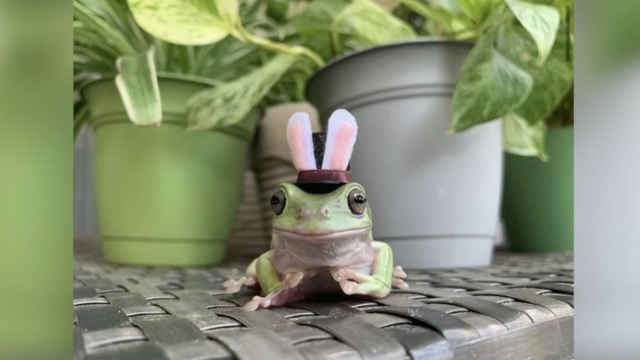 Frog poses for a photo.