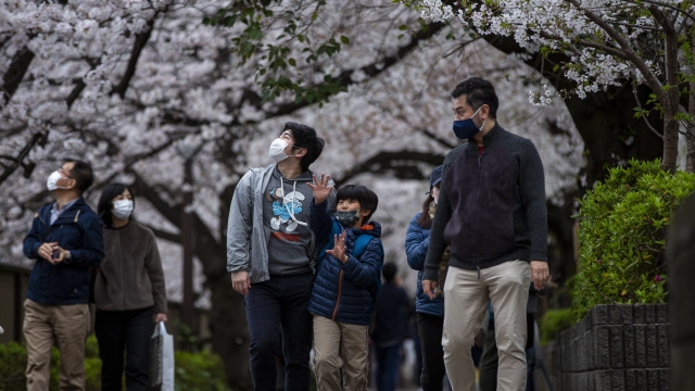 People walk under a canopy of cherry blossoms in Tokyo, Japan.