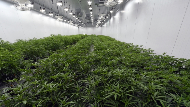 Marijuana plants at a grow facility in Ravena, New York.