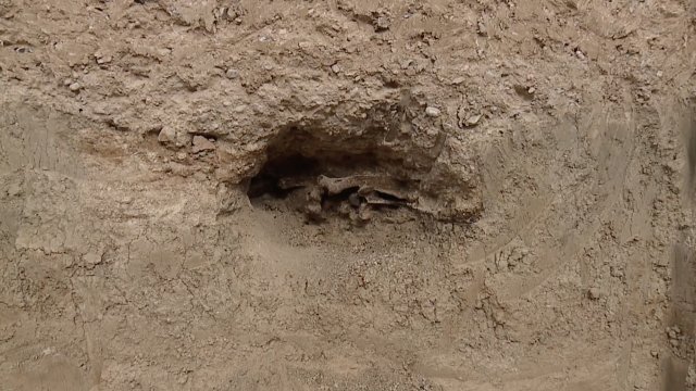 Bones buried in the ground.