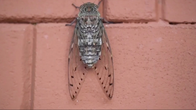 Cicada sits on a wall.