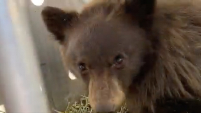 A bear cub that was being treated at the Frisco Creek Rehabilitation Facility