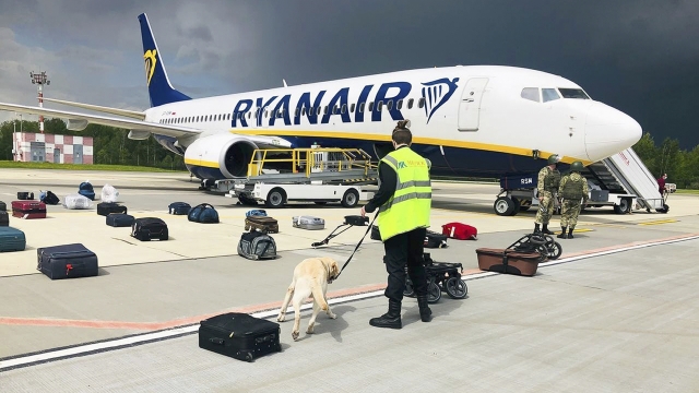 Security use a sniffer dog to check the luggage of passengers on the Ryanair plane.