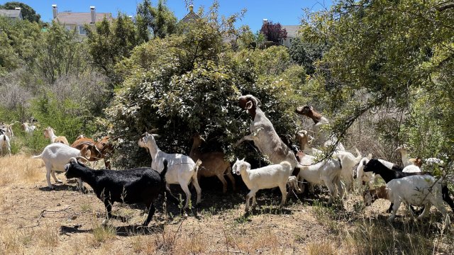 Goat eat shrubs and brush to create a fire break in Hayward, California.
